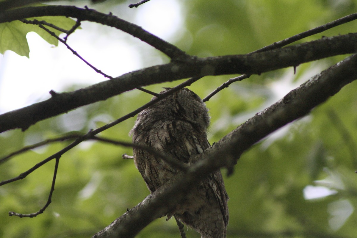 Eastern Screech-Owl - Ethan Wells