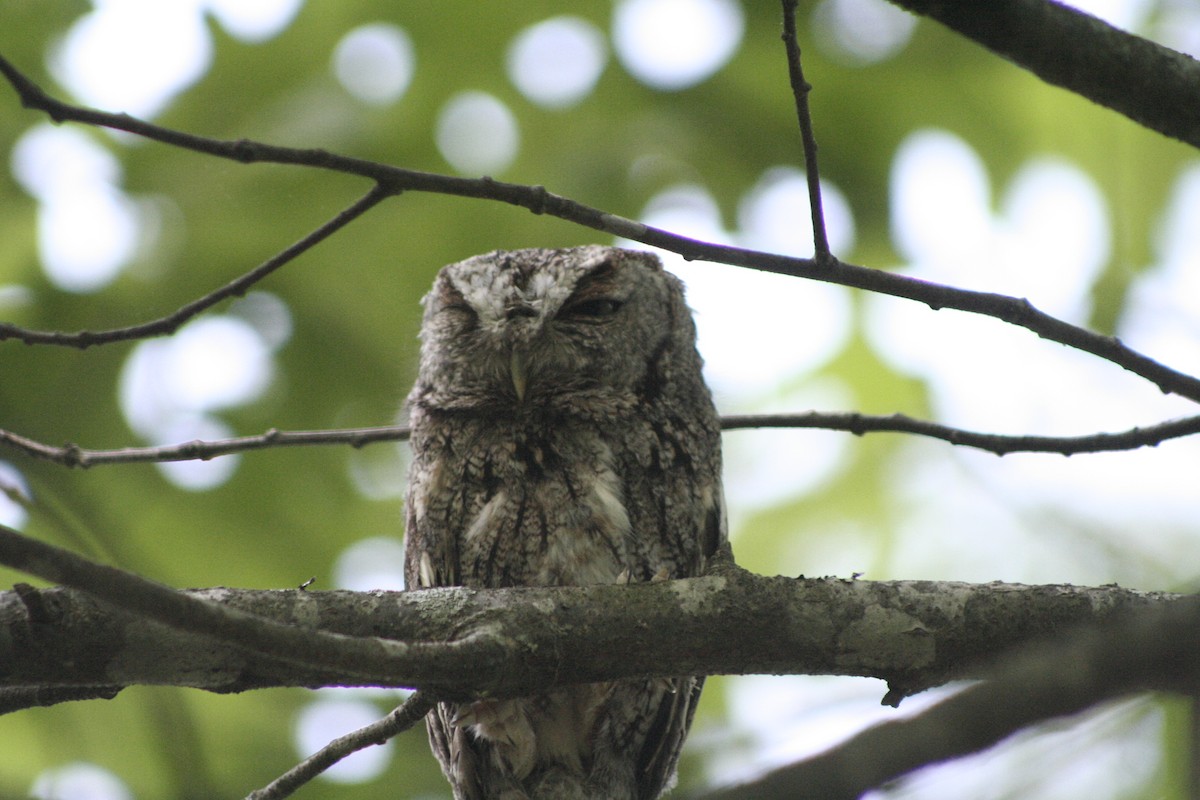 Eastern Screech-Owl - ML450970051