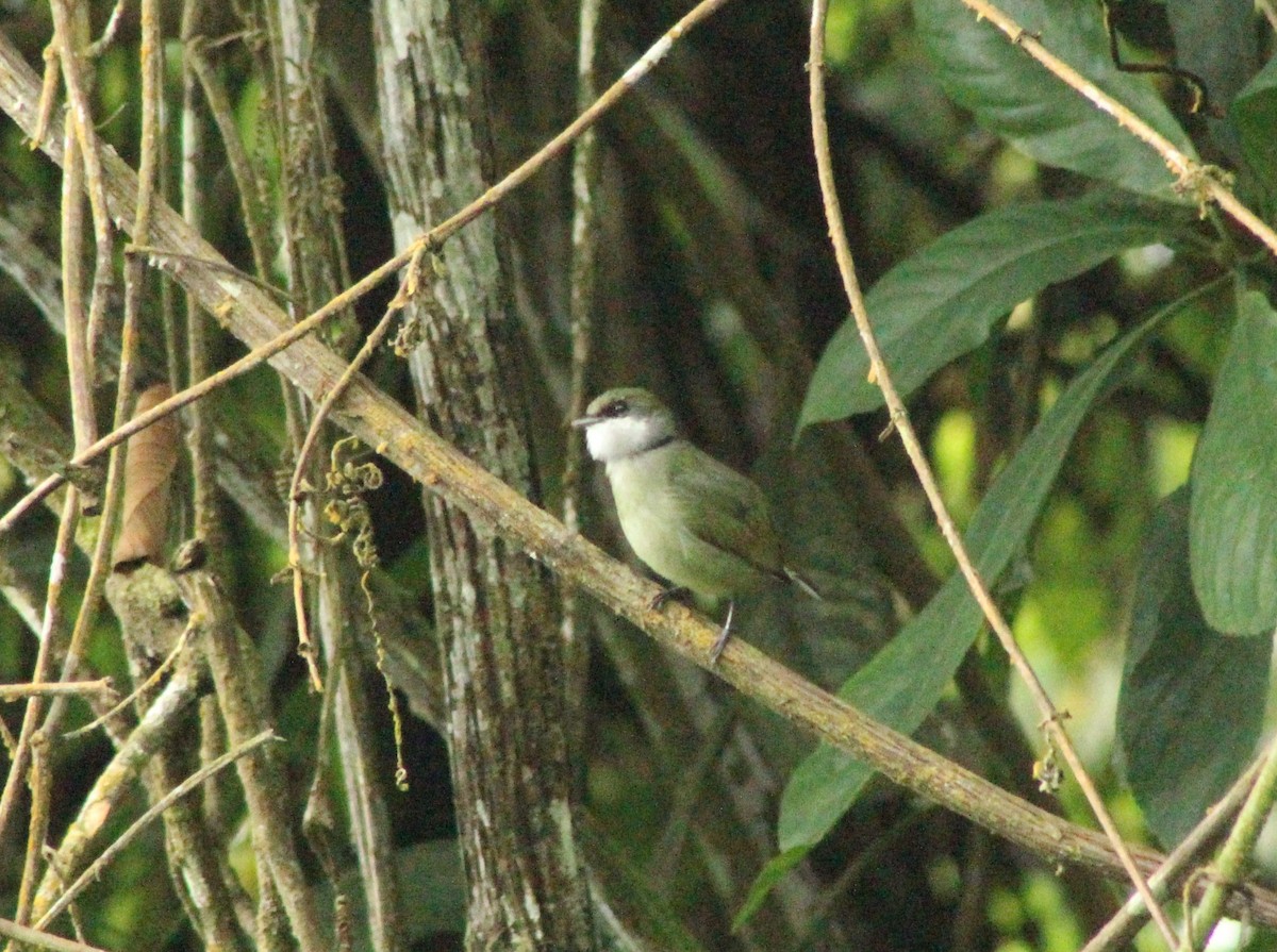 White-bibbed Manakin - ML450970351