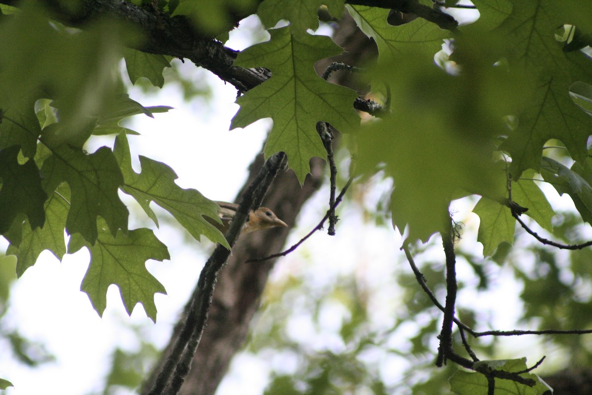 Summer Tanager - ML450970851