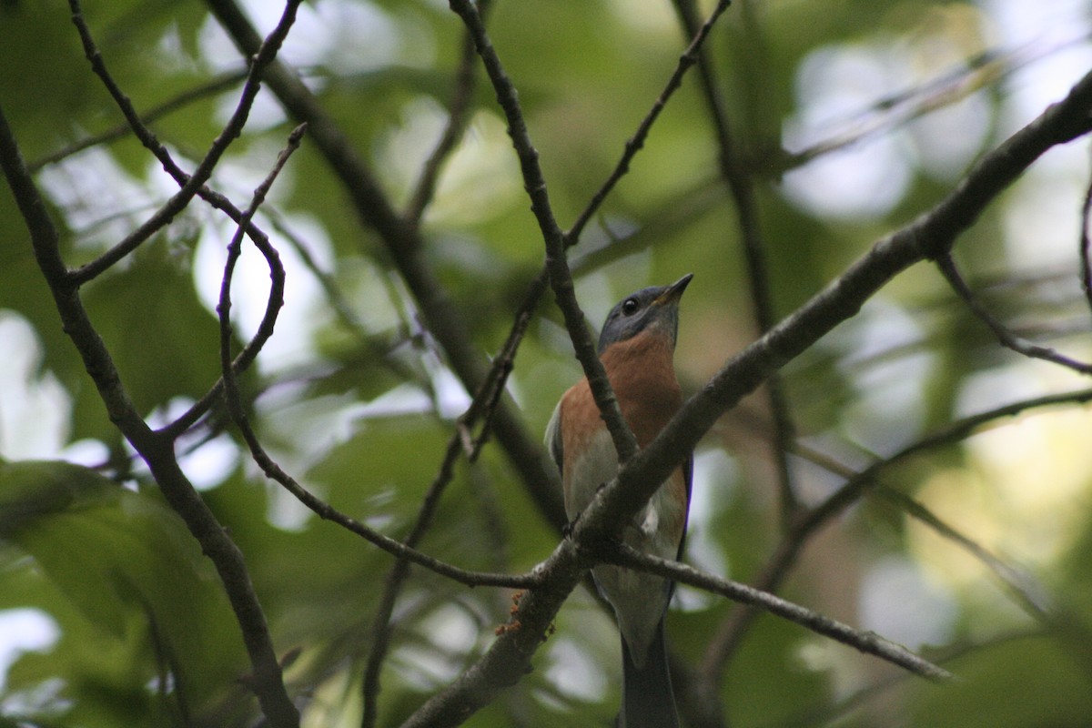 Eastern Bluebird - ML450971511