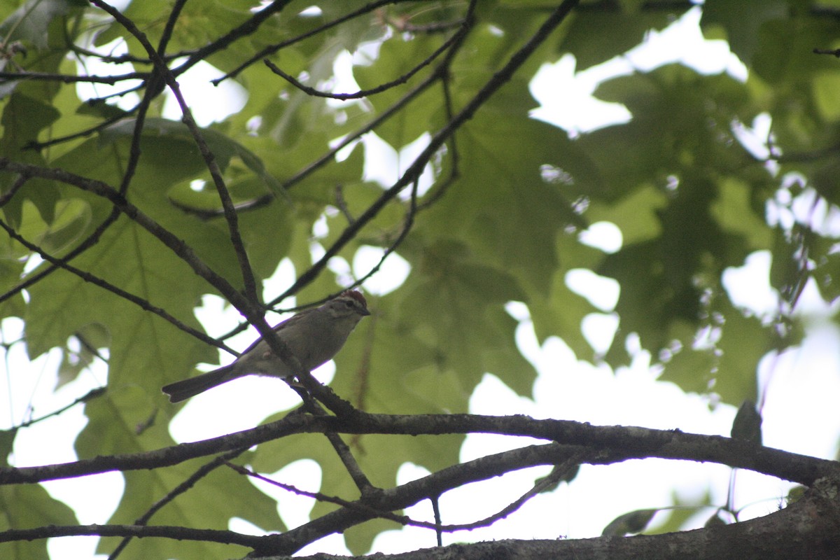 Chipping Sparrow - ML450971711