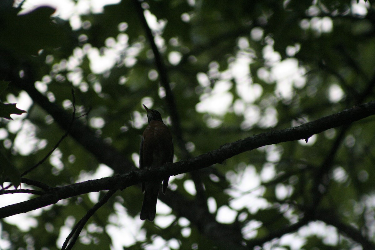 American Robin - ML450972081