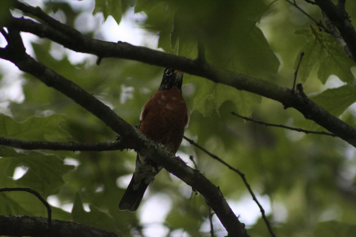 American Robin - ML450972121