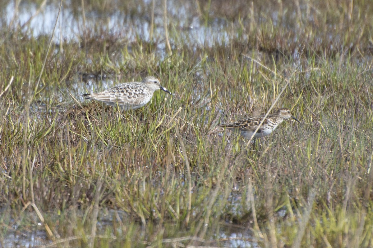 gulbrystsnipe - ML450972361