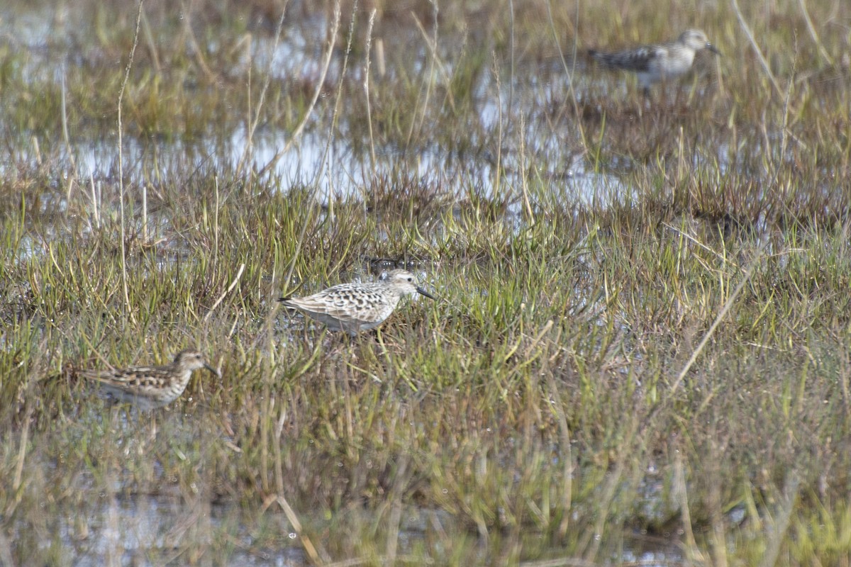 Baird's Sandpiper - ML450972421