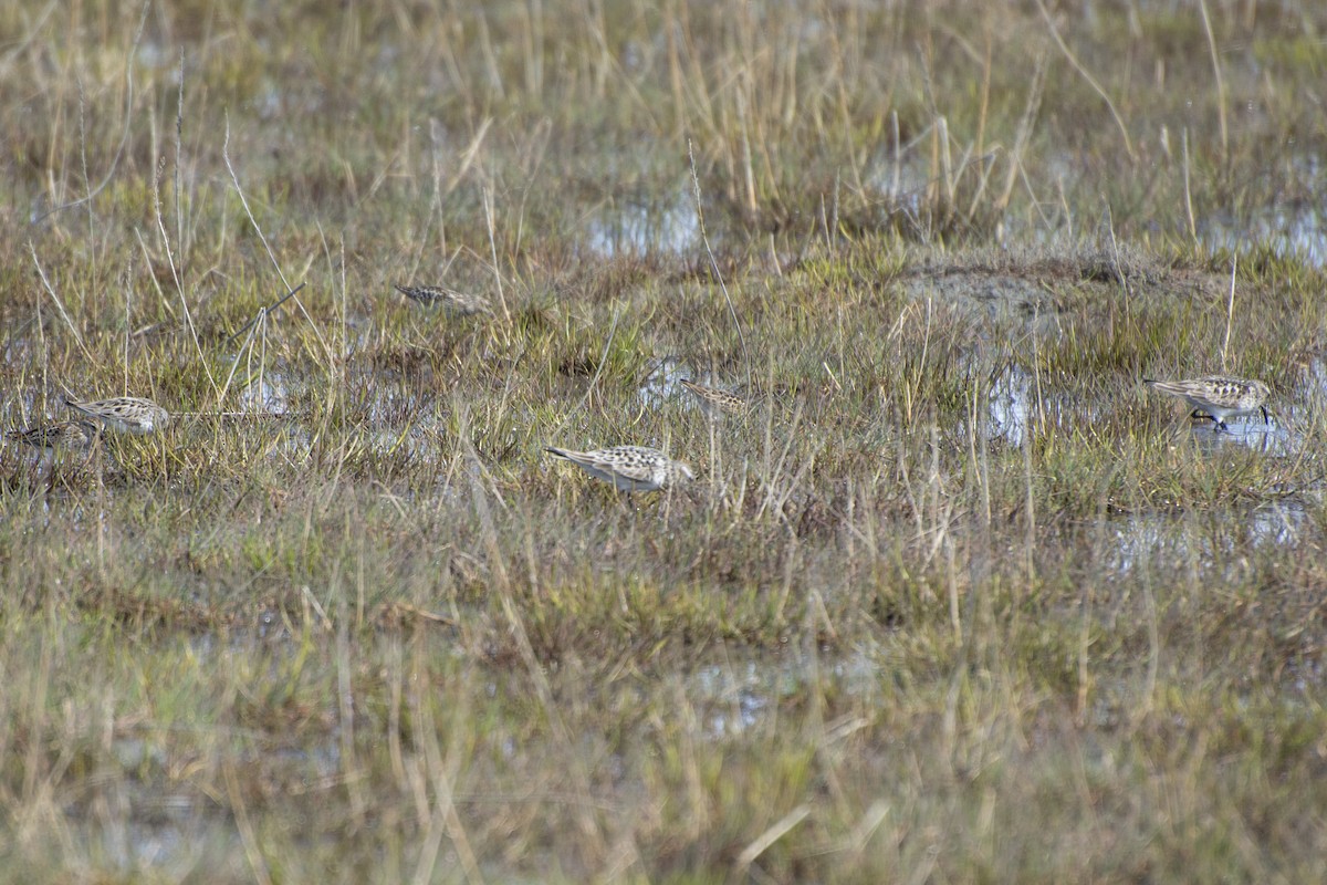 Baird's Sandpiper - ML450972491