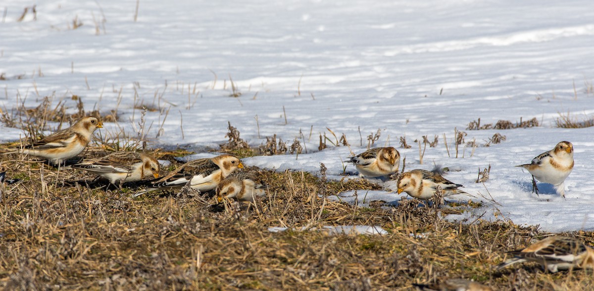 Snow Bunting - Sally Chisholm