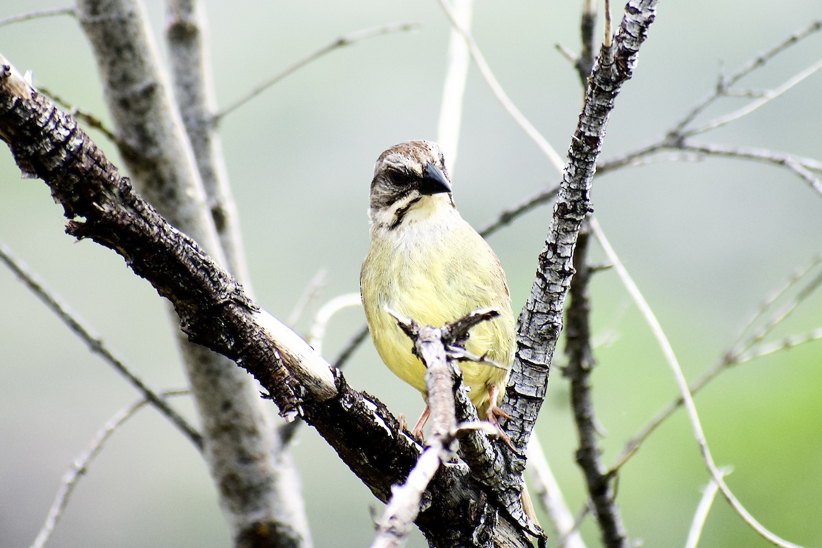 Zapata Sparrow - ML450972991