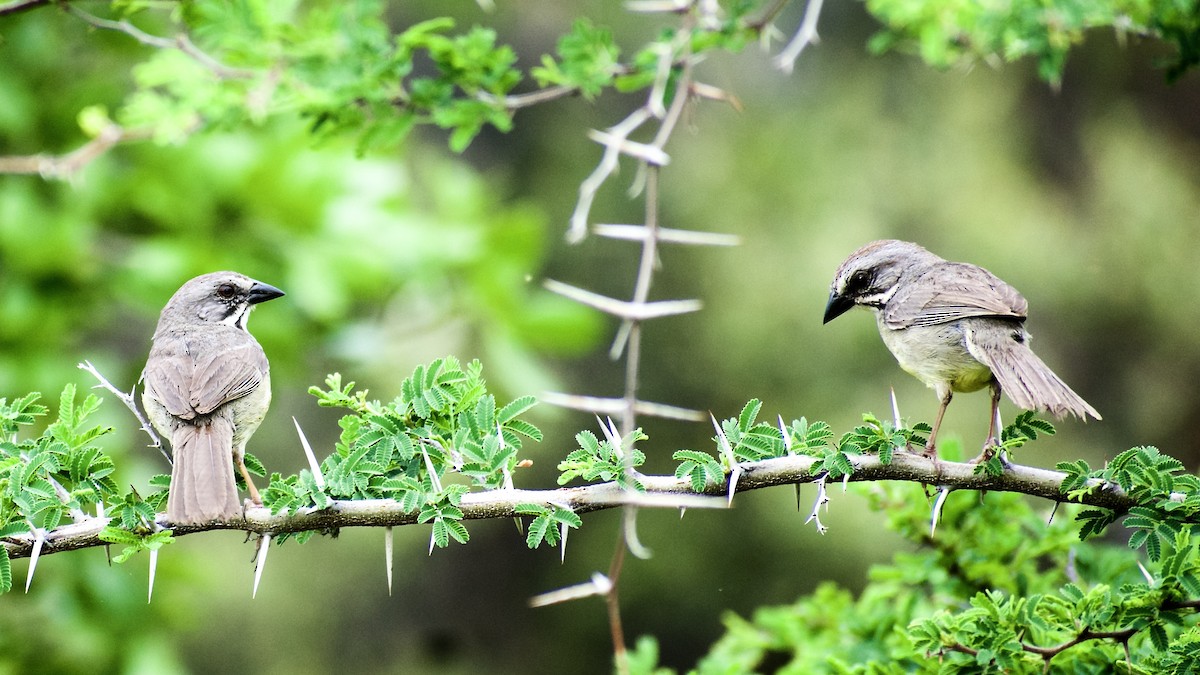 Zapata Sparrow - ML450973311