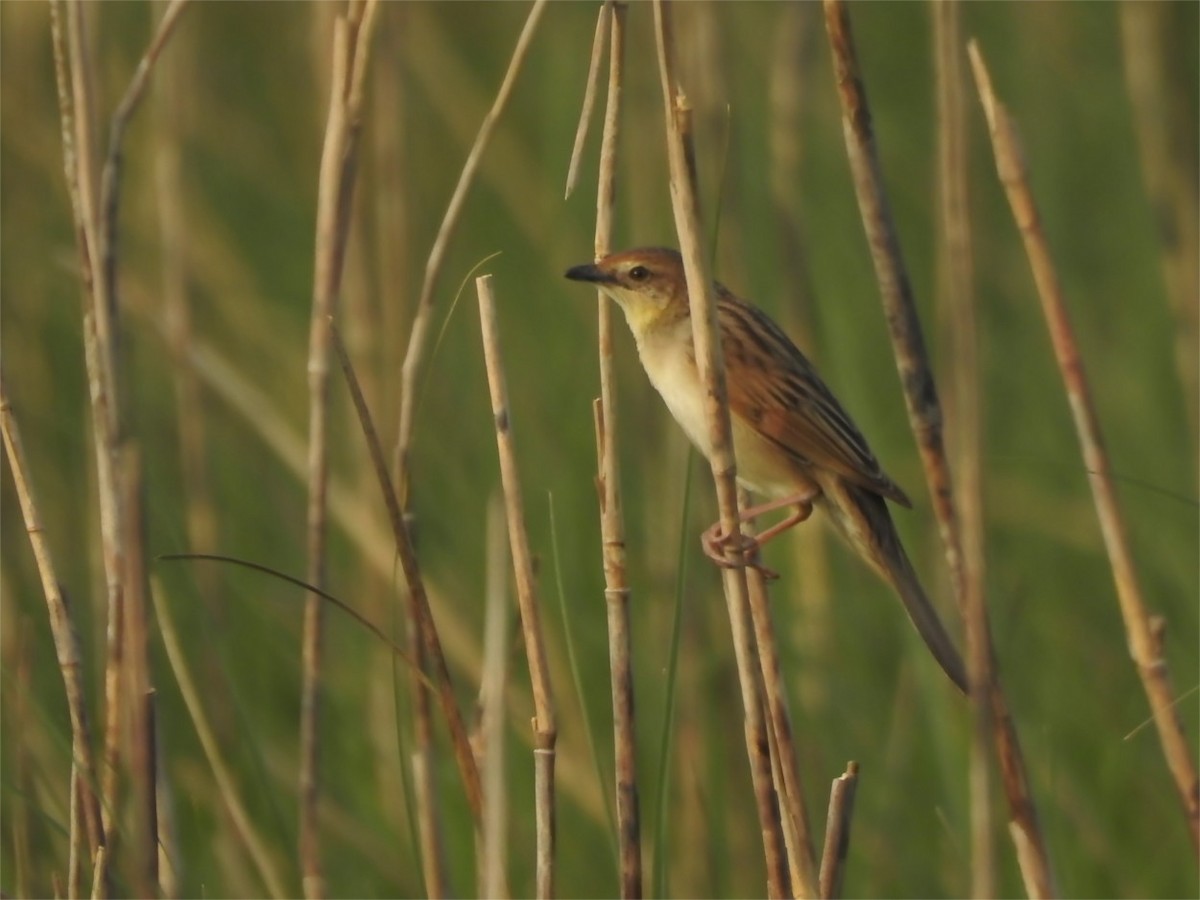 Bristled Grassbird - Sourendu Gupta