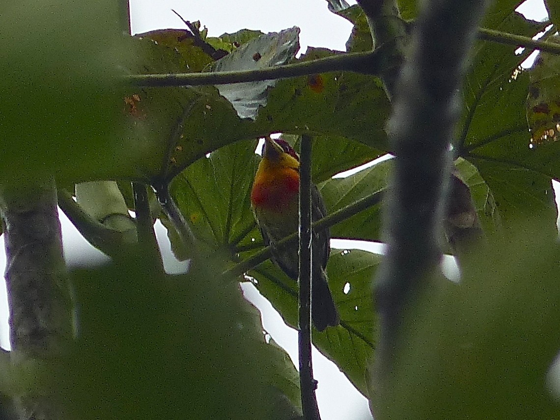 Lemon-throated Barbet - ML450975181