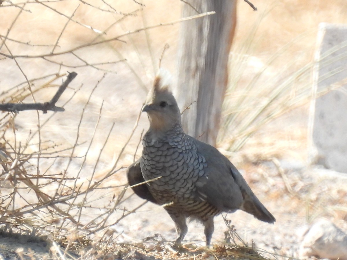 Scaled Quail - ML450975221