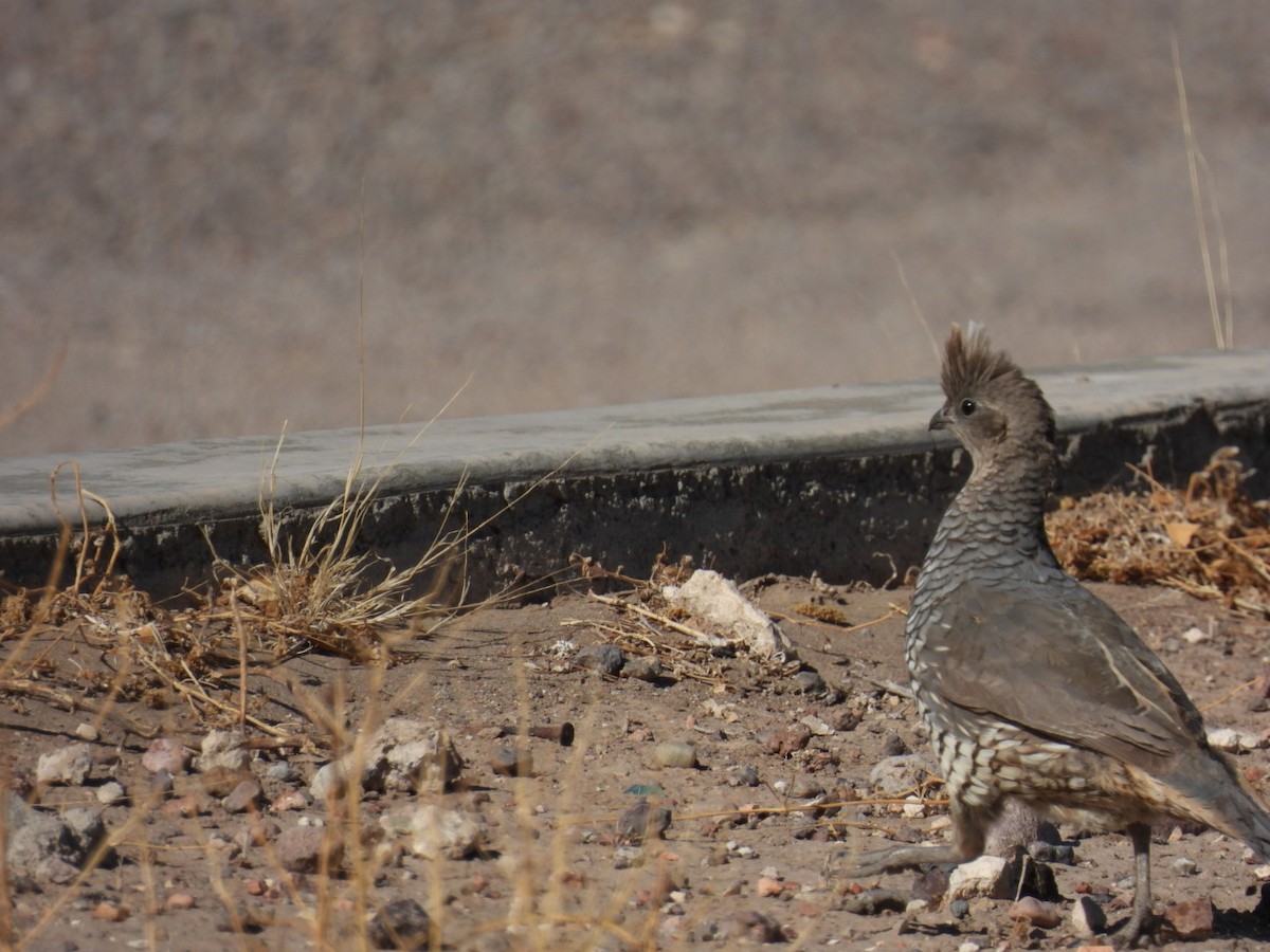Scaled Quail - ML450975261