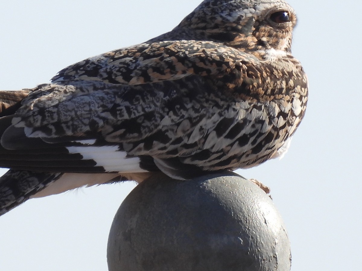 Common Nighthawk - ML450975451
