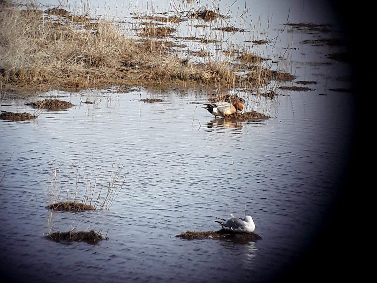 Eurasian Wigeon - ML450976191