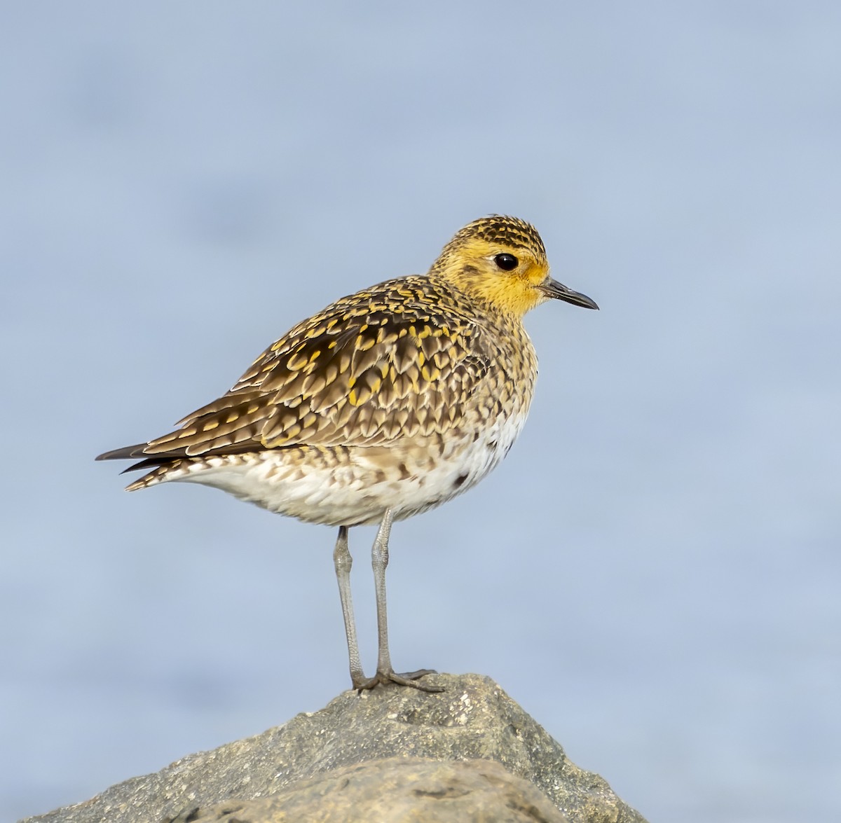 Urre-txirri siberiarra - ML450976301