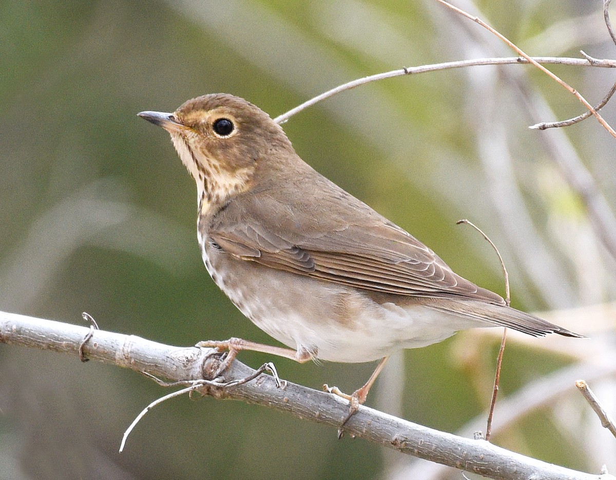 Swainson's Thrush (Olive-backed) - ML450978141