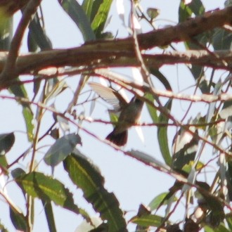 White-eared Hummingbird - ML450978921