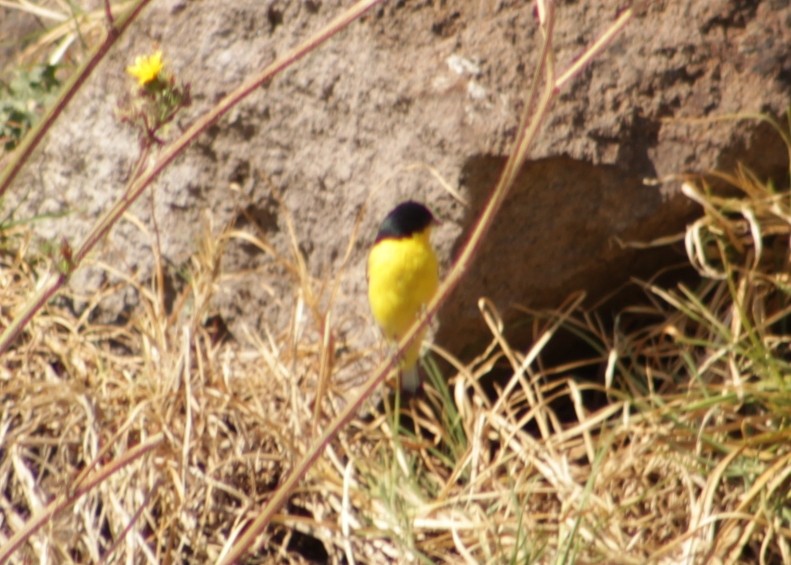 Lesser Goldfinch - Raul Contreras Lopez