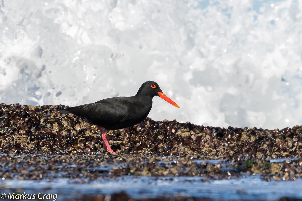 African Oystercatcher - ML45098001