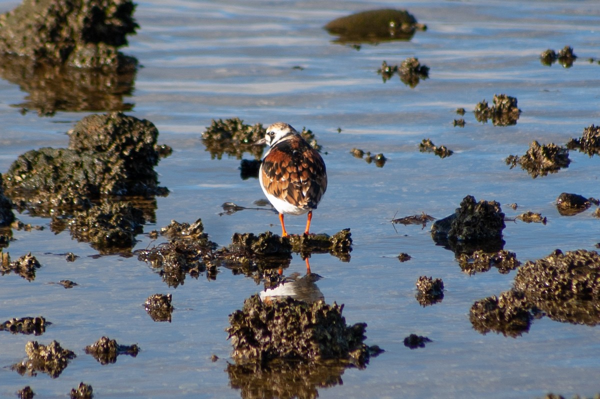 Алаг хайргач - ML450981031