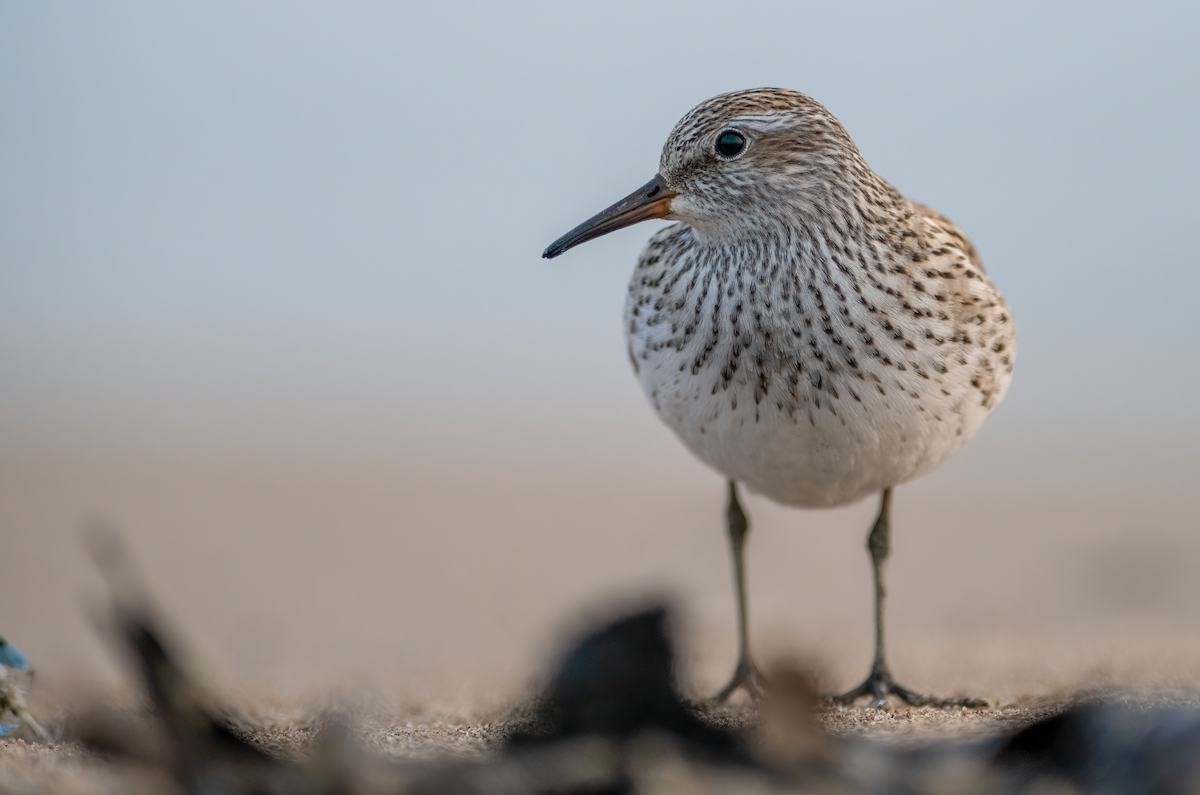 bonapartesnipe - ML450981811