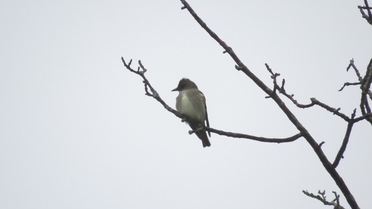 Olive-sided Flycatcher - ML450981821