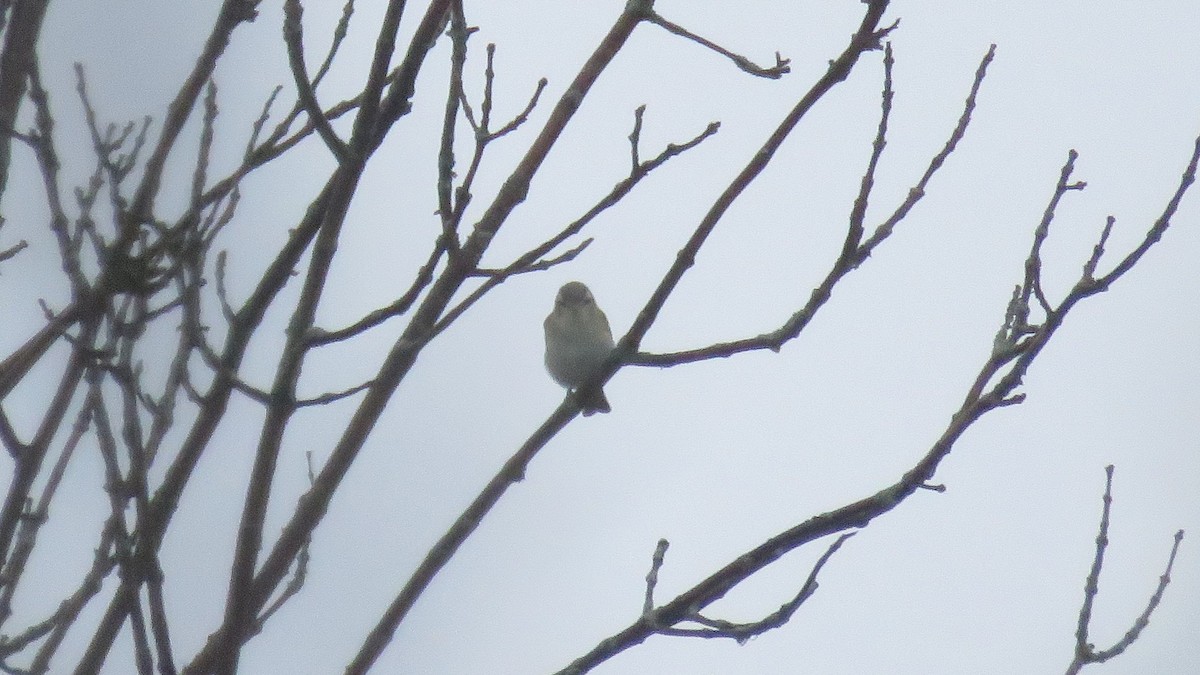 Vireo Ojirrojo - ML450981921