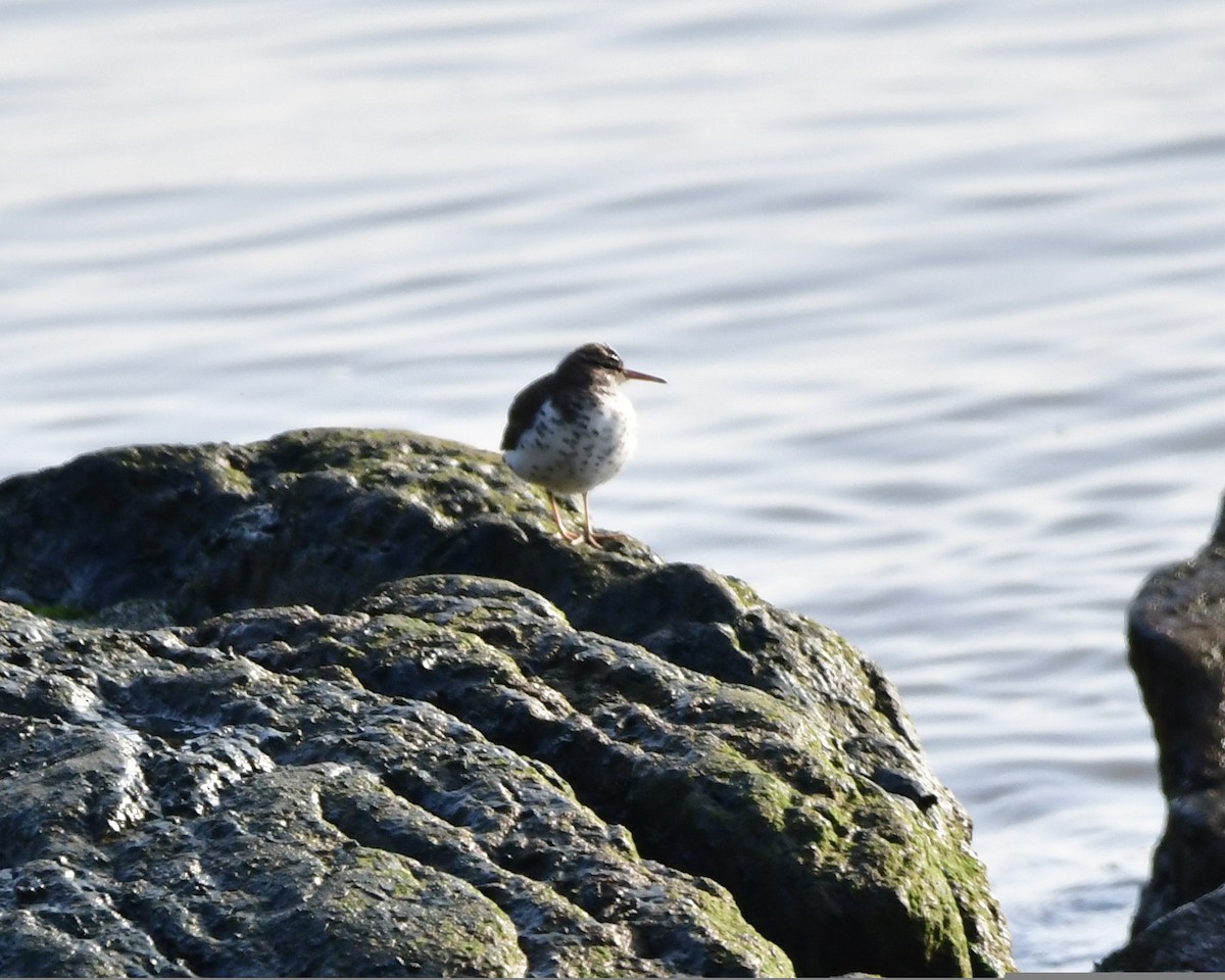 Spotted Sandpiper - ML450983271