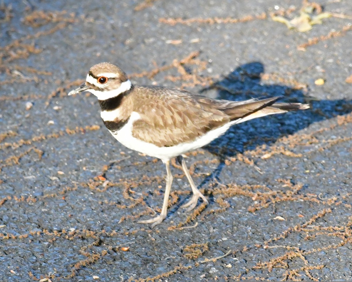 Killdeer - ML450983321