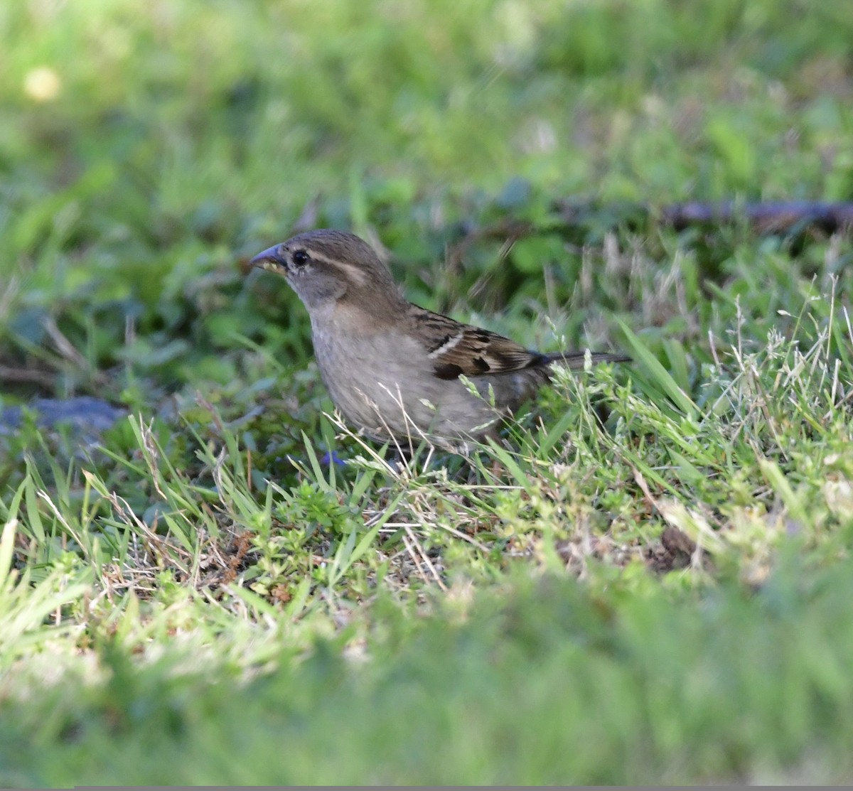 House Sparrow - ML450983771