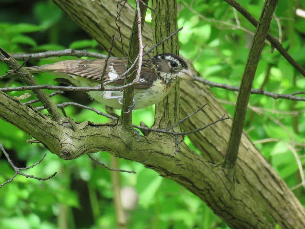 Rose-breasted Grosbeak - Janice Farral