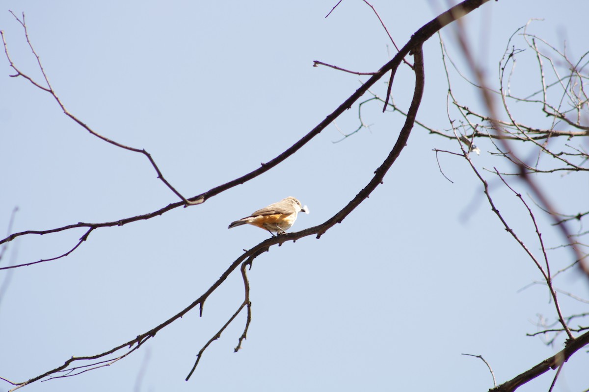 Vermilion Flycatcher - ML450988741