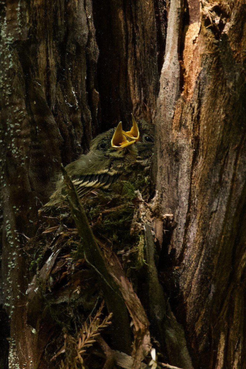 Western Flycatcher (Pacific-slope) - ML450989931