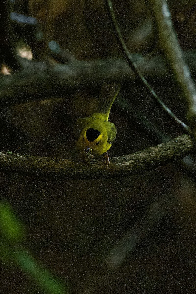 Wilson's Warbler - ML450990141