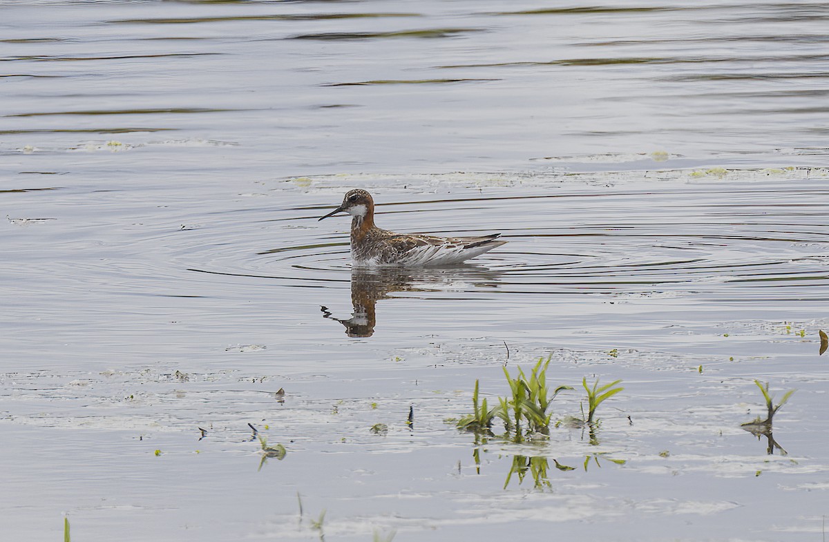 Red-necked Phalarope - Gregory Johnson