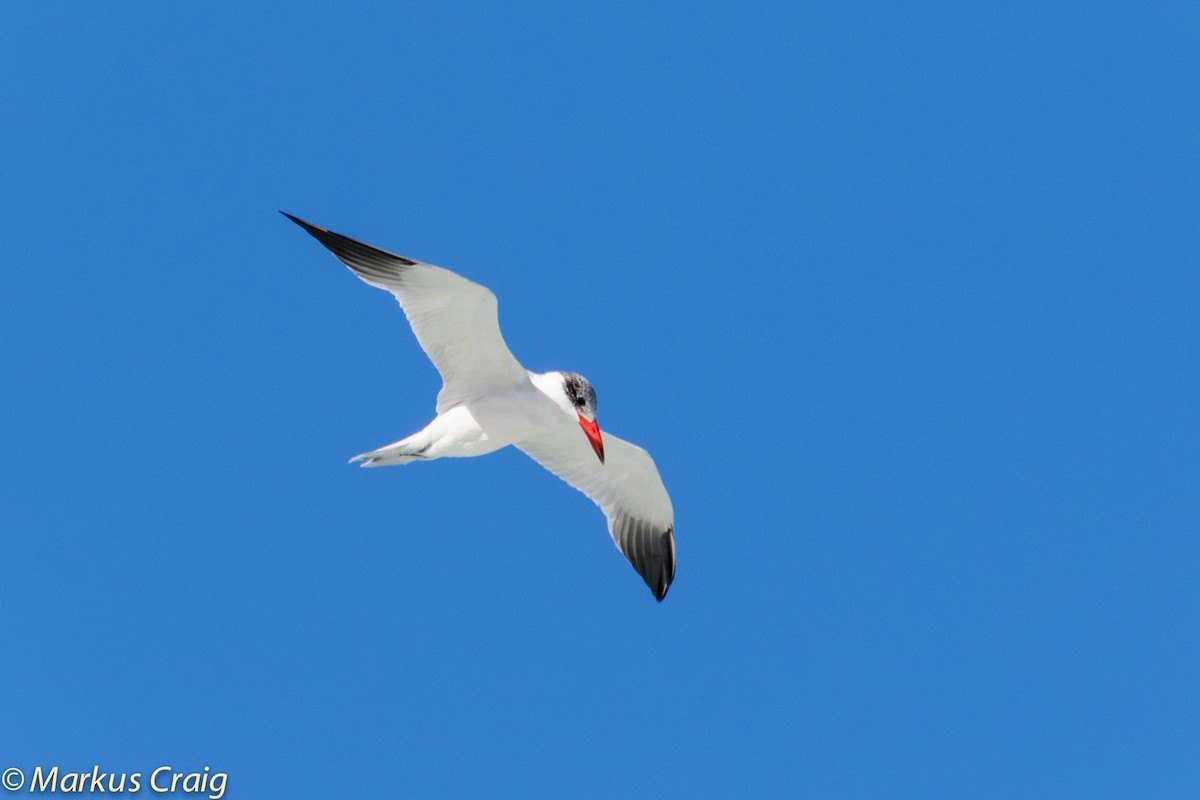 Caspian Tern - Markus Craig