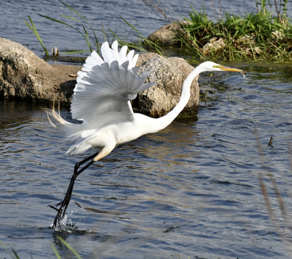 Great Egret - Suzanne Zuckerman