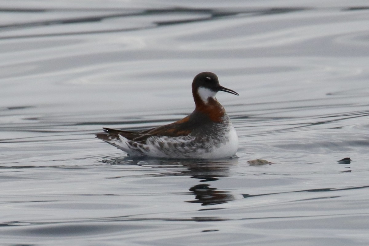 Red-necked Phalarope - ML450990801