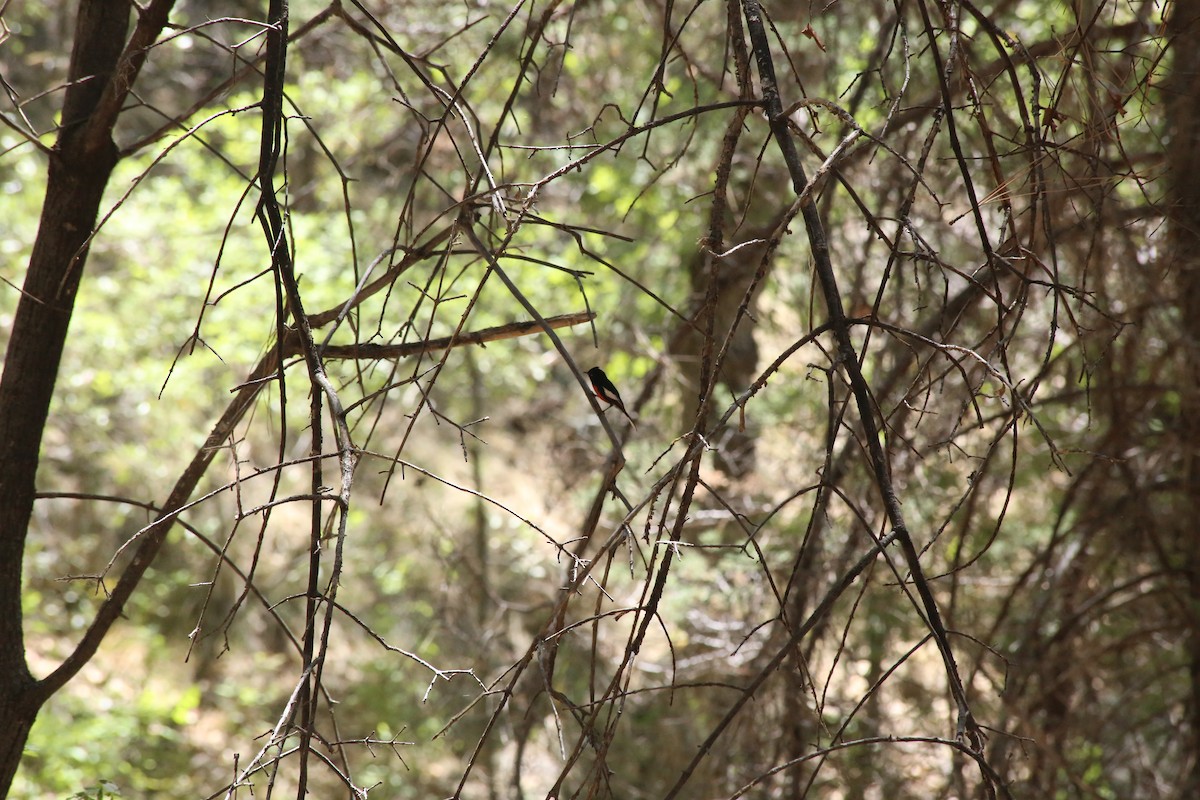 Painted Redstart - Ben Stalheim