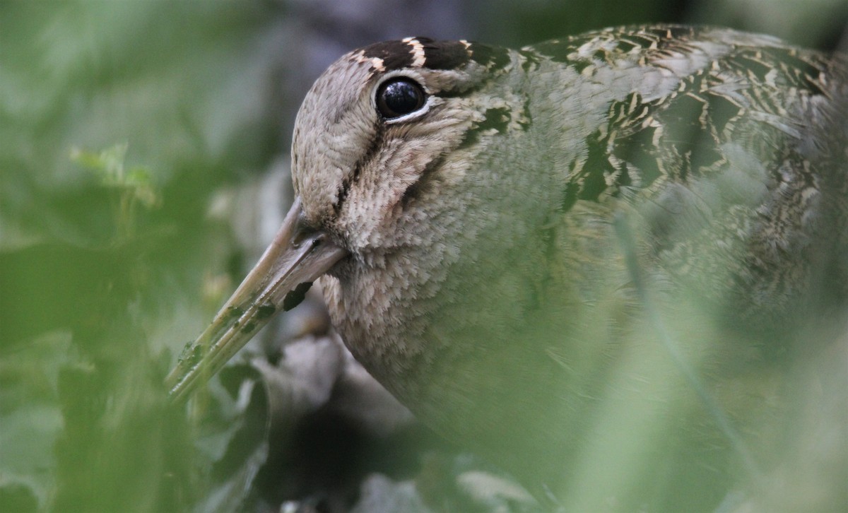 American Woodcock - Michael McAllister