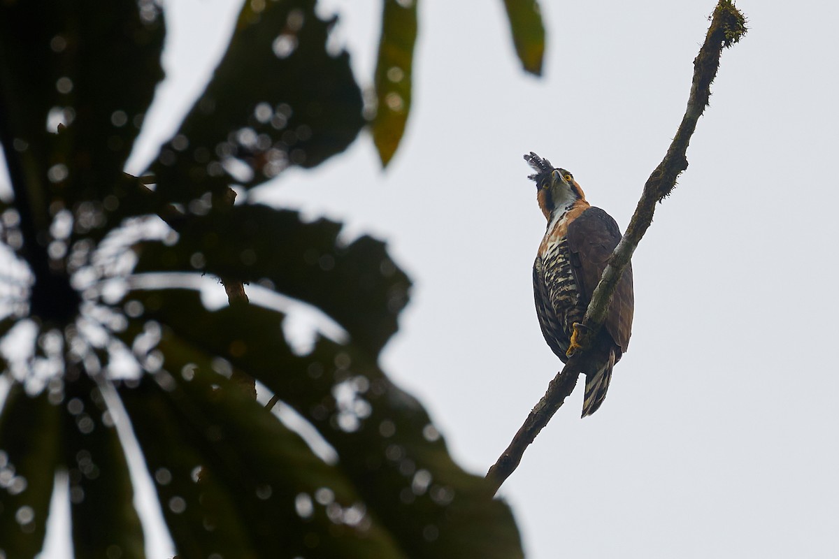 Ornate Hawk-Eagle - ML450991931