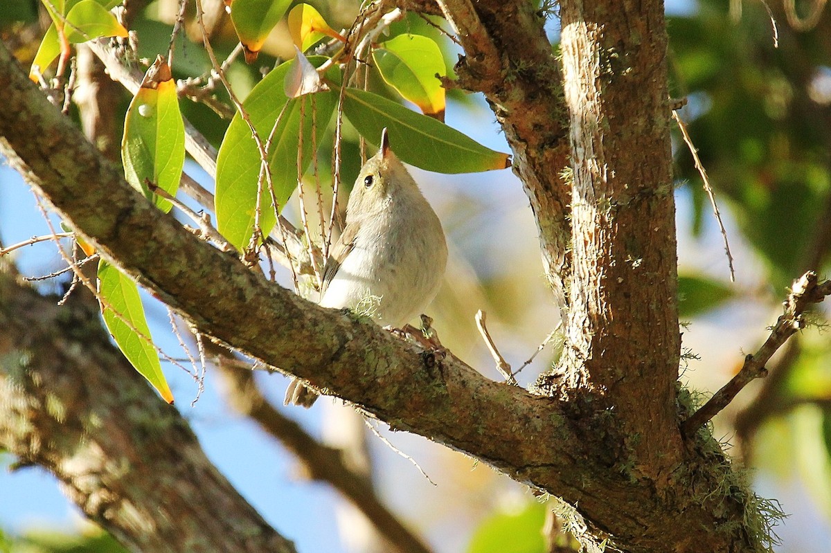 Norfolk Island Gerygone - Alex Ferguson