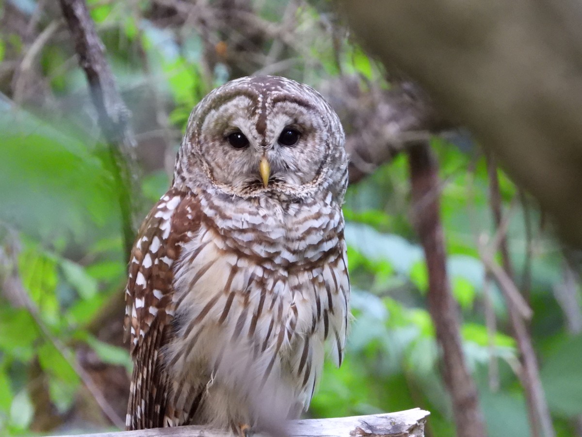 Barred Owl - Evan Kidd