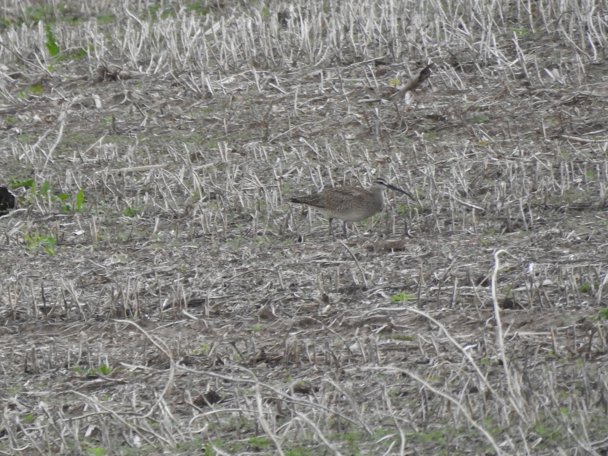 Hudsonian Whimbrel - ML450992881