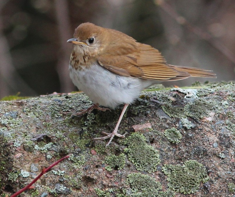 Veery - ML45099301