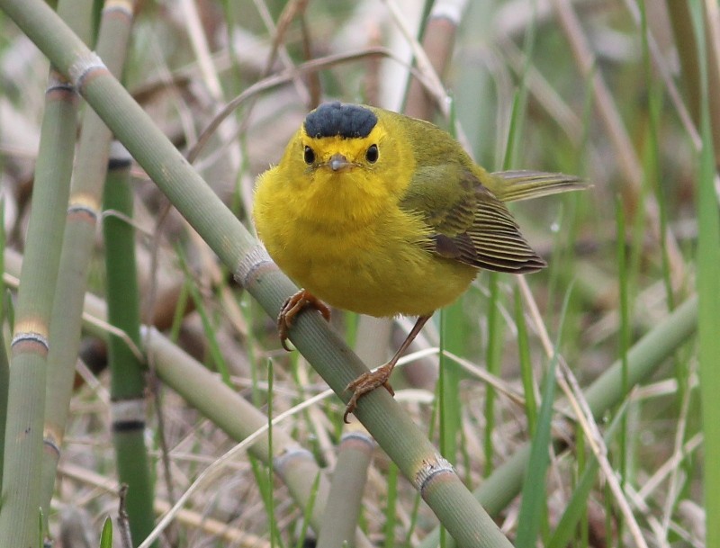 Wilson's Warbler - ML45099341