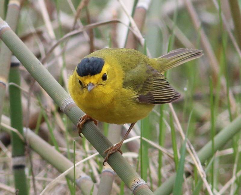 Wilson's Warbler - ML45099361