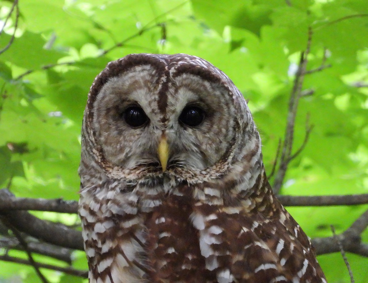 Barred Owl - ML450993831